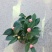茶花30~50cm