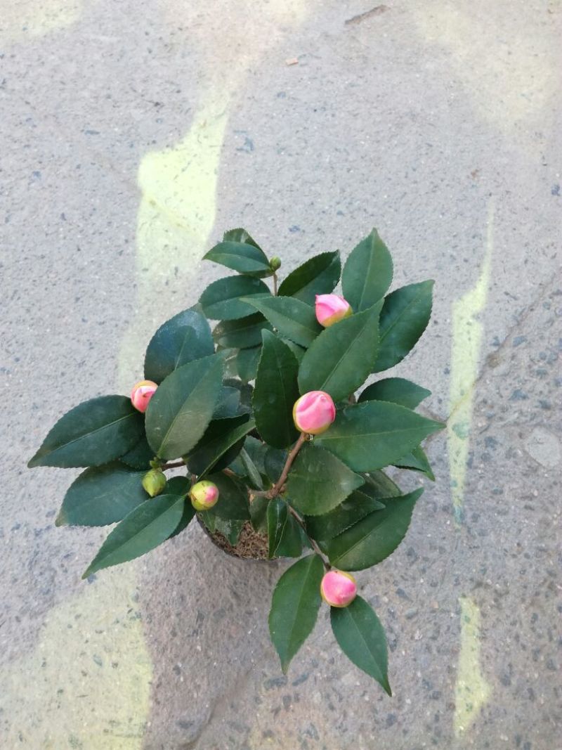 茶花30~50cm