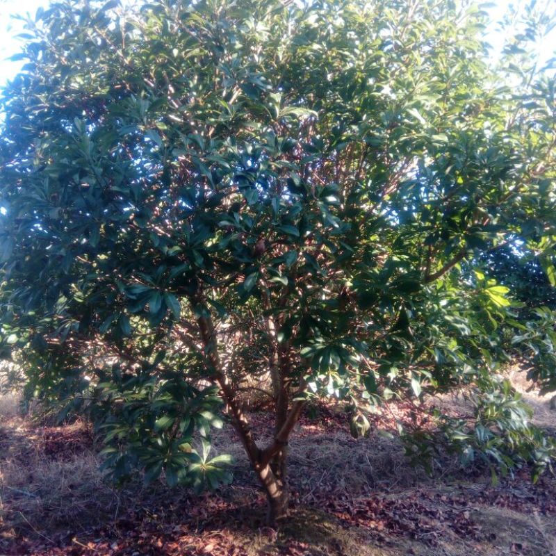 杨梅树261~300cm