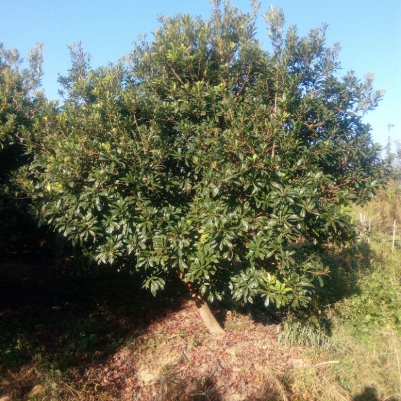 杨梅树261~300cm