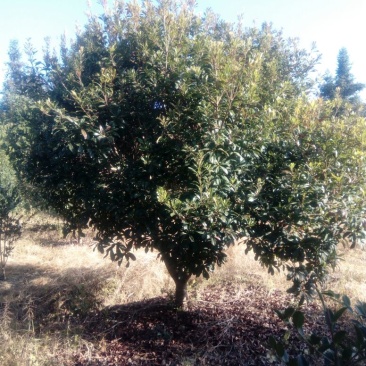 杨梅树261~300cm