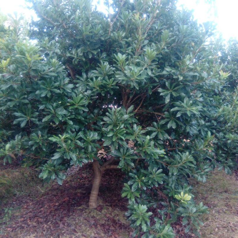 杨梅树261~300cm