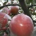 红富士苹果75mm以上膜袋