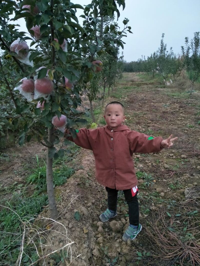 红富士苹果75mm以上膜袋