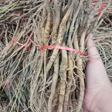 牡丹油用牡丹苗药用牡丹牡丹苗