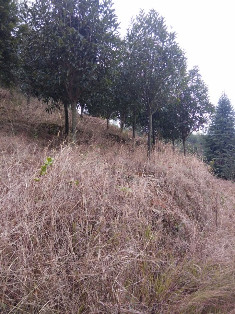 丹桂1~2米6~8cm2.5~3米