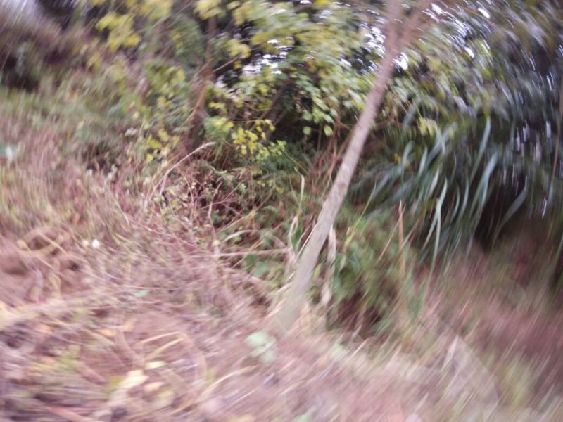 丹桂2~3米8~10cm2.5~3米