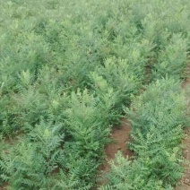 山西1--2年文冠果苗耐寒耐旱精品品质量大优选
