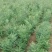 山西1--2年文冠果苗耐寒耐旱精品品质量大优选