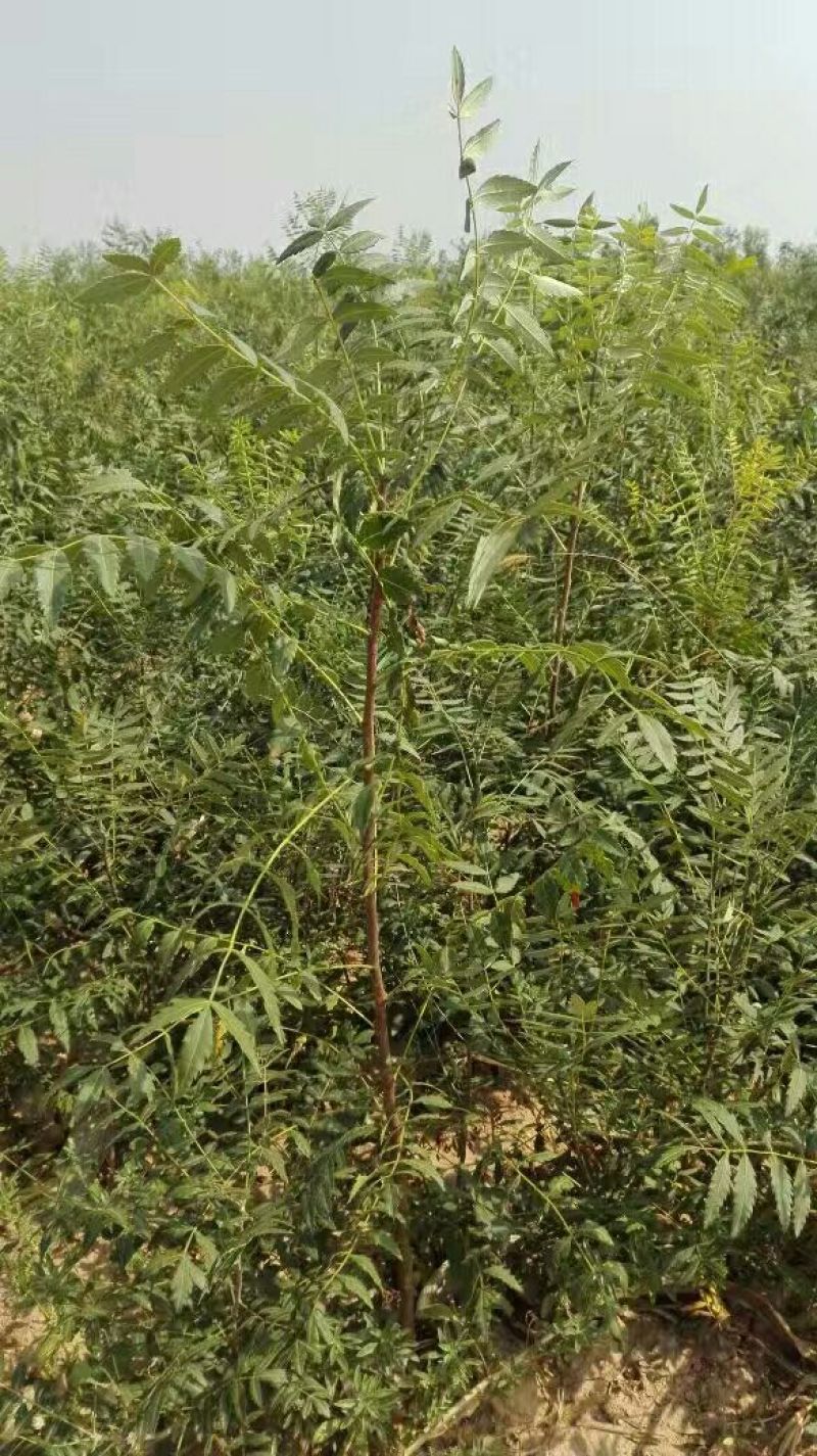 山西1--2年文冠果苗耐寒耐旱精品品质量大优选