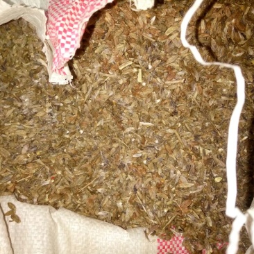 白术种子98%以上