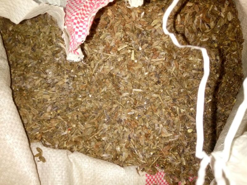 白术种子98%以上
