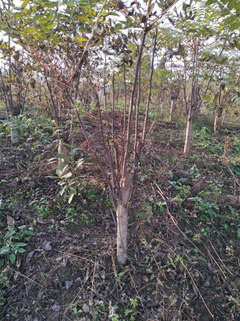 二郎红香椿苗60cm以上