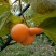 柿饼1~2两