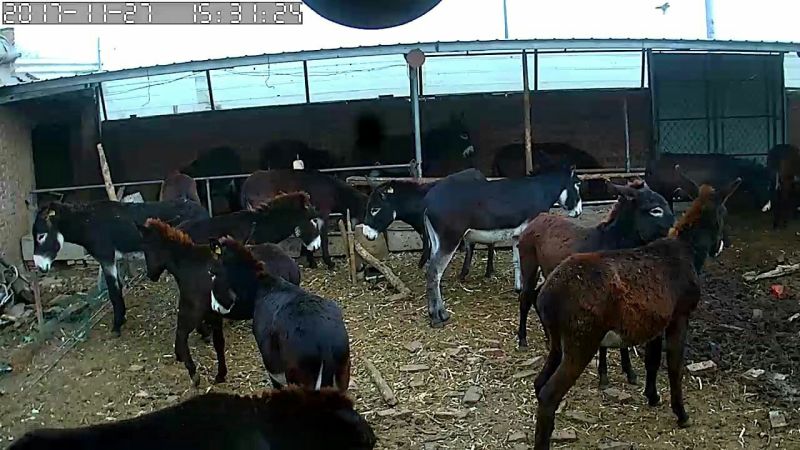 肉驴400~500斤