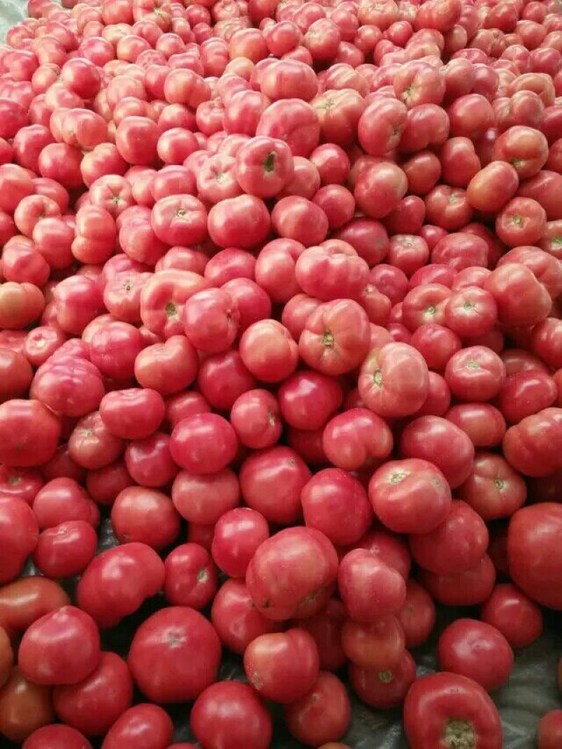 粉果番茄弧二以上硬粉通货