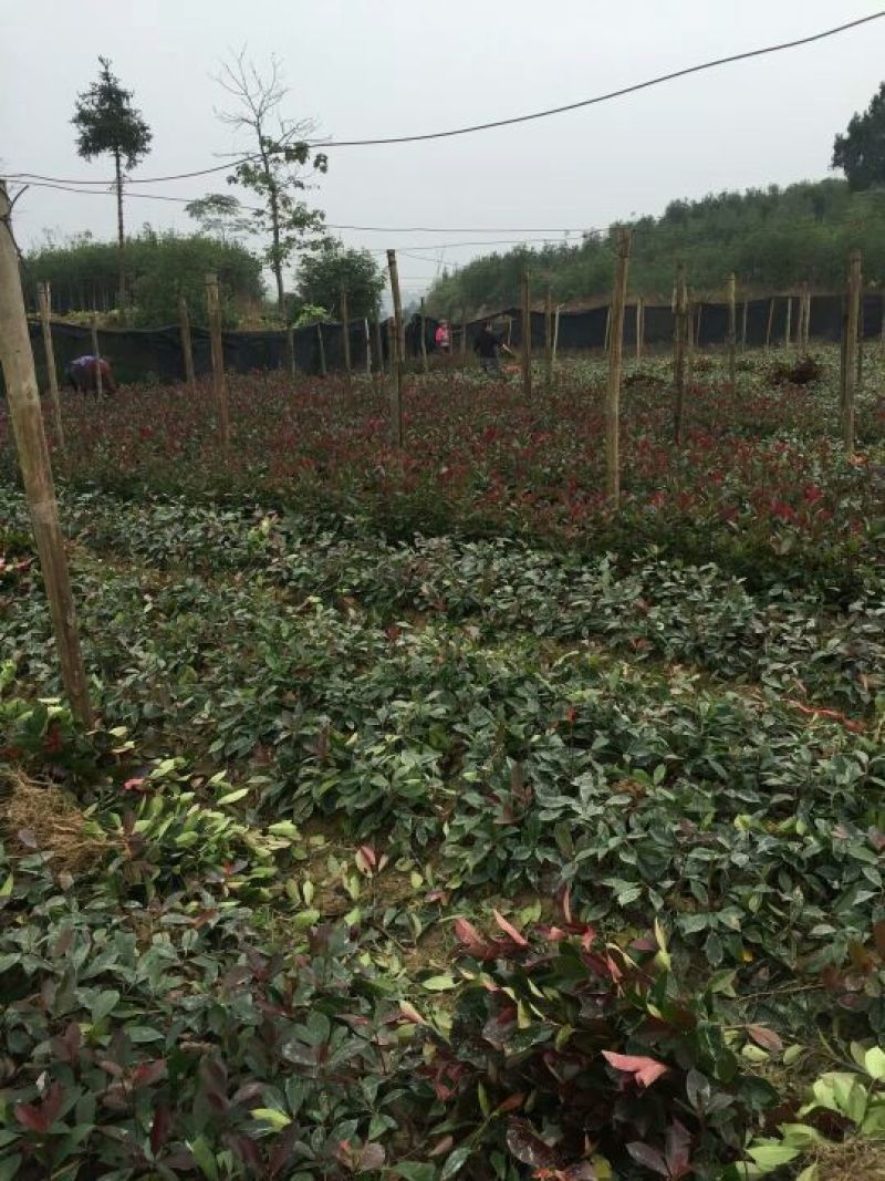红叶石楠苗，红罗宾红叶石楠，红叶石楠树苗