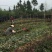 红叶石楠苗，红罗宾红叶石楠，红叶石楠树苗