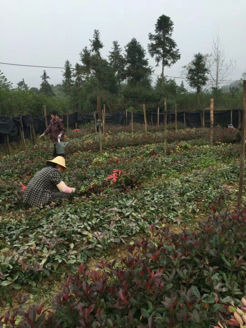 红叶石楠苗，红罗宾红叶石楠，红叶石楠树苗
