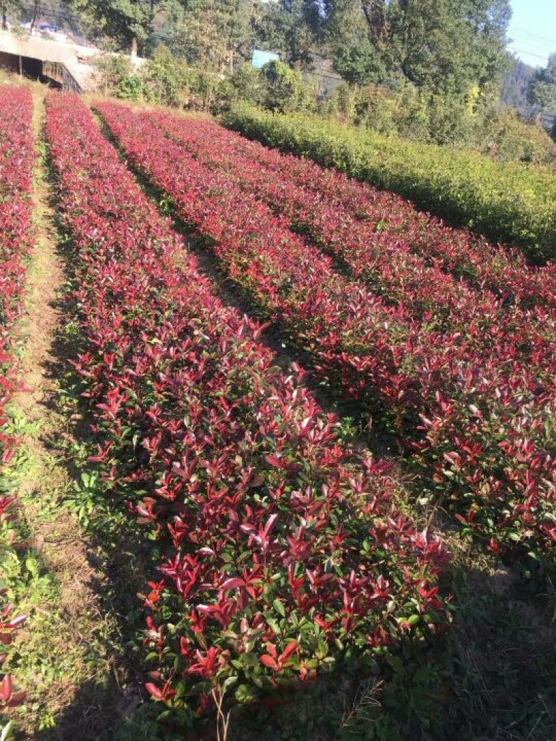 红叶石楠苗，红罗宾红叶石楠，红叶石楠树苗