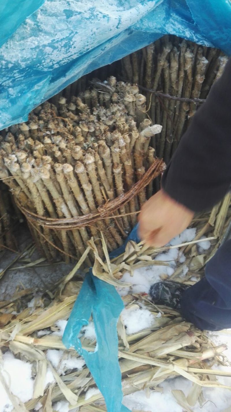 绿裤乌龙头种子选育绿裤乌龙头苗，口感棉柔，价格高，利润大