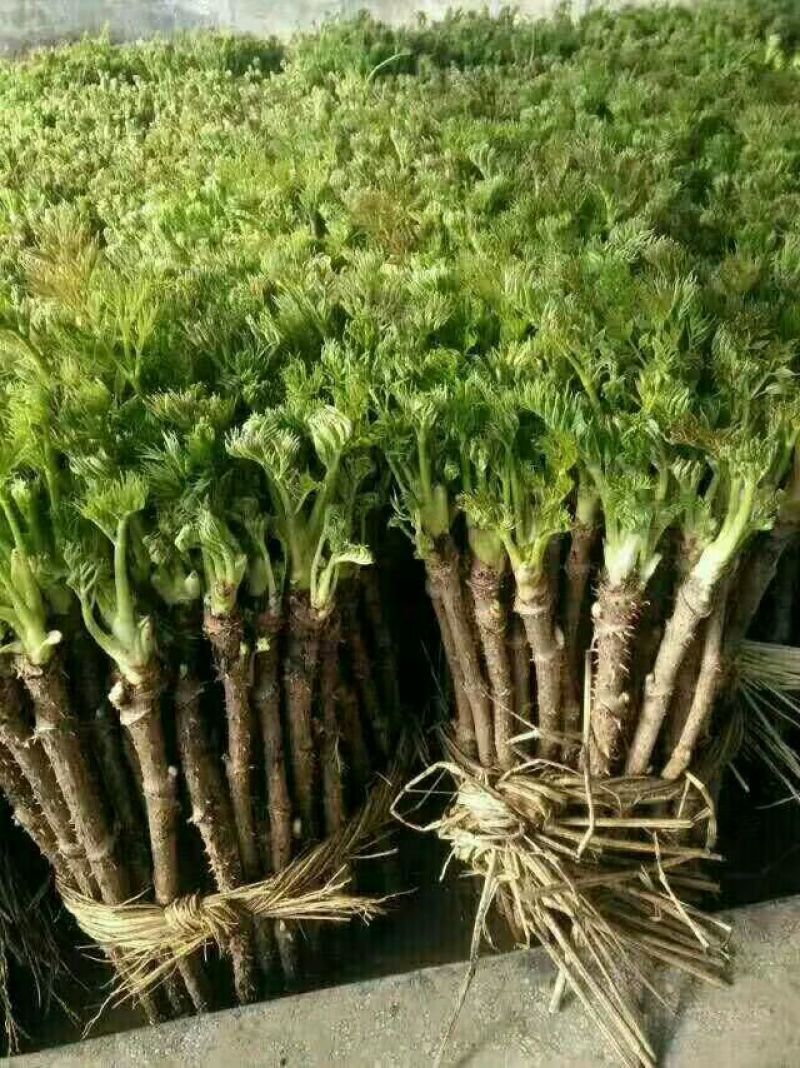 绿裤乌龙头种子选育绿裤乌龙头苗，口感棉柔，价格高，利润大