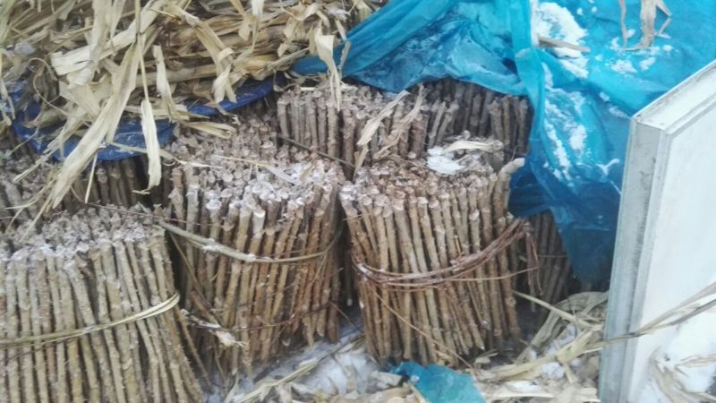 绿裤乌龙头种子选育绿裤乌龙头苗，口感棉柔，价格高，利润大
