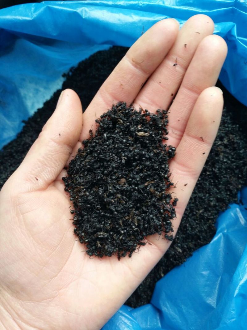黑蚂蚁1公斤起批无硫无添加不包邮只做正品