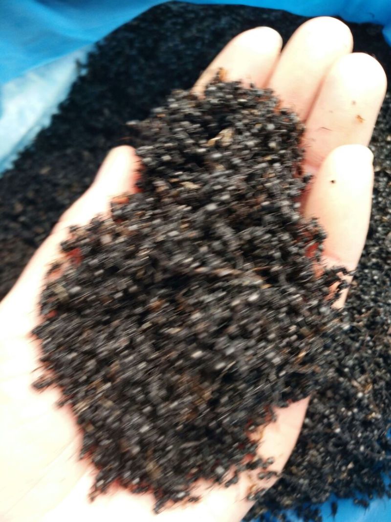 黑蚂蚁1公斤起批无硫无添加不包邮只做正品