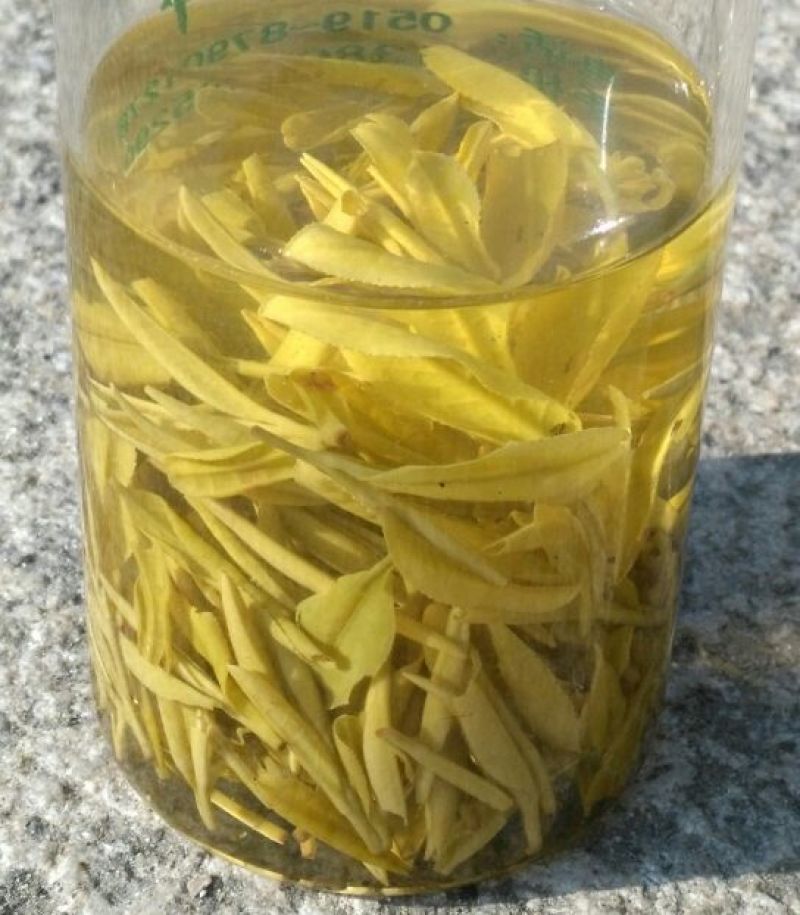 茶叶特级