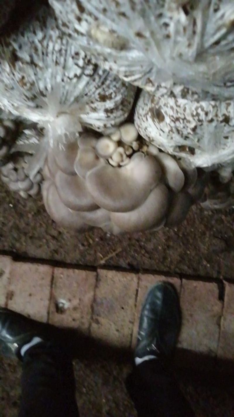 河北邯郸平菇菌棒人工培育出菇棒