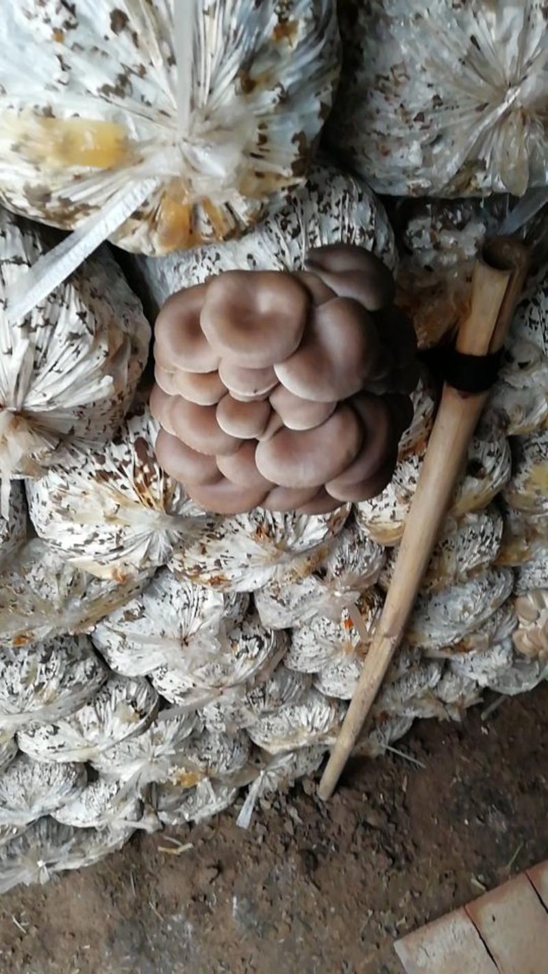 河北邯郸平菇菌棒人工培育出菇棒