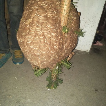 蜂巢