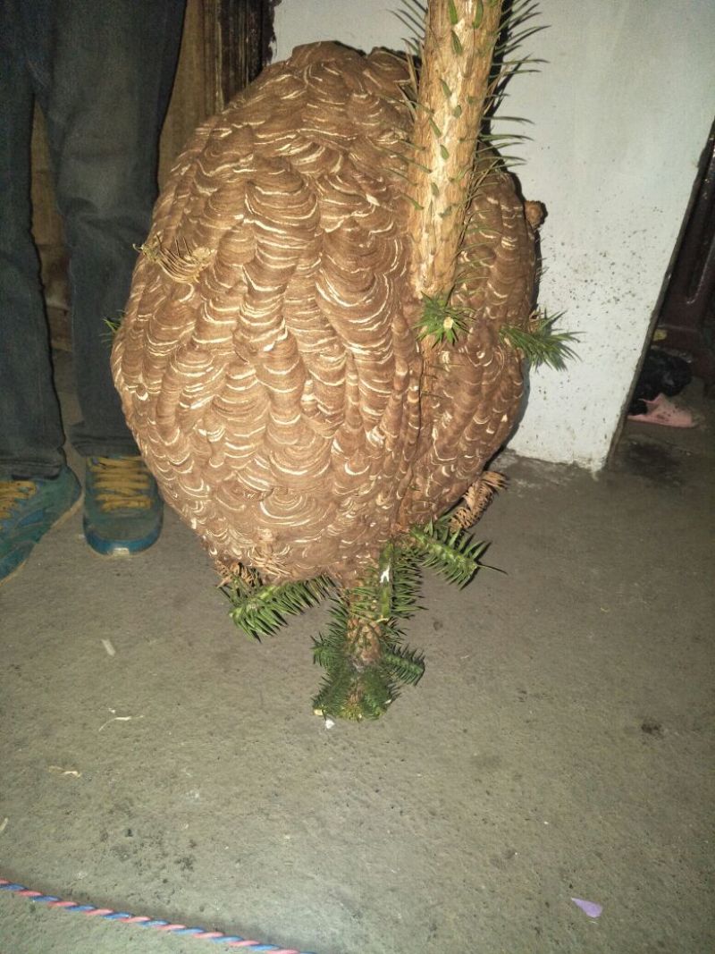 蜂巢