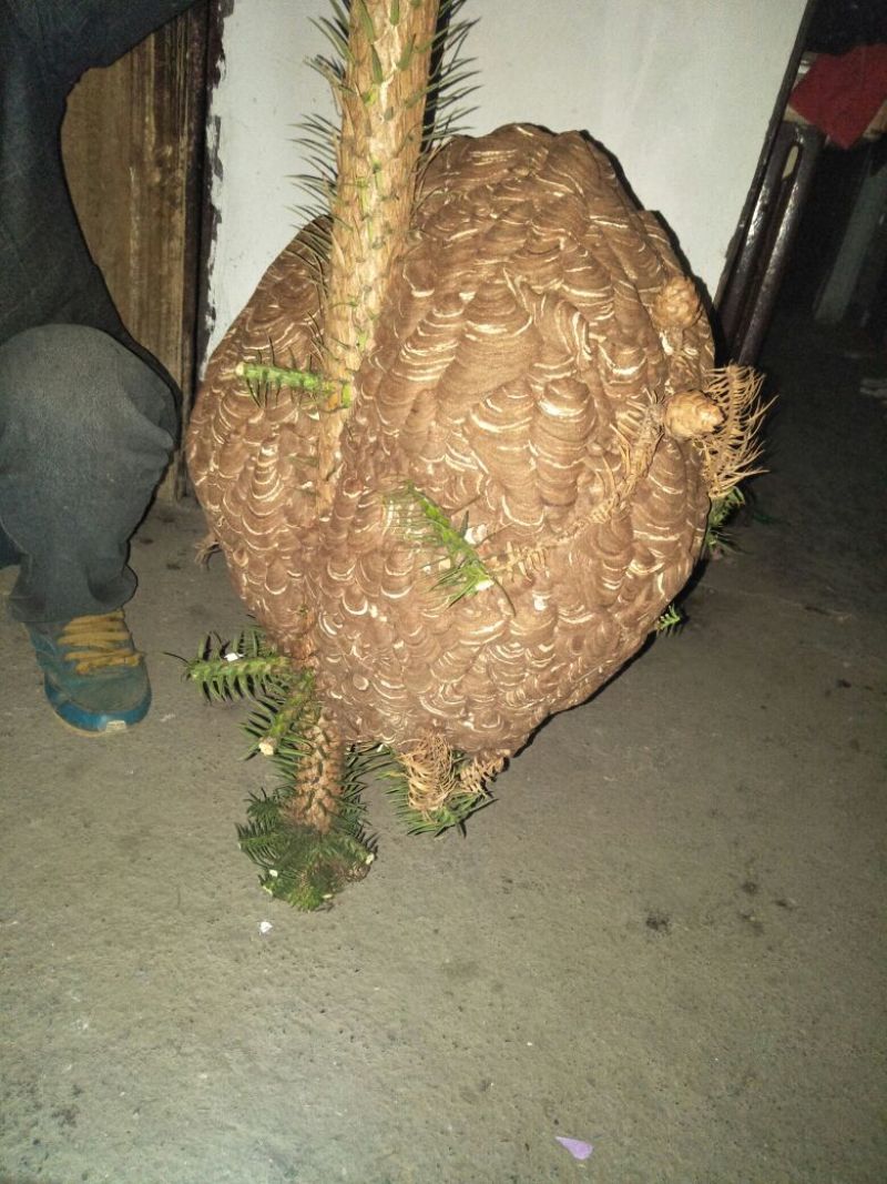 蜂巢