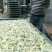 菊花茶二级