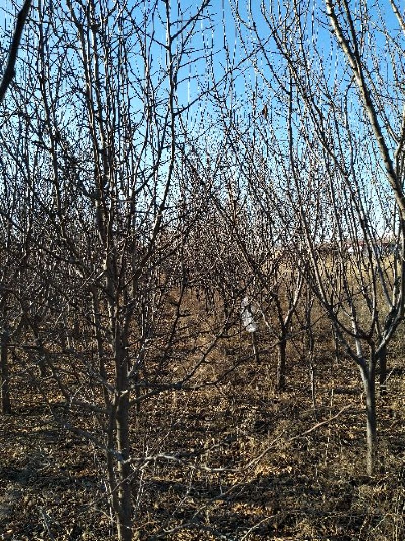 东北龙园秋李晚熟李子苗100~150cm