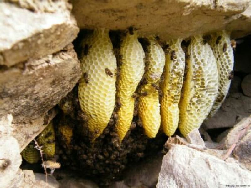 野生蜜，来自大山。天然无添加。