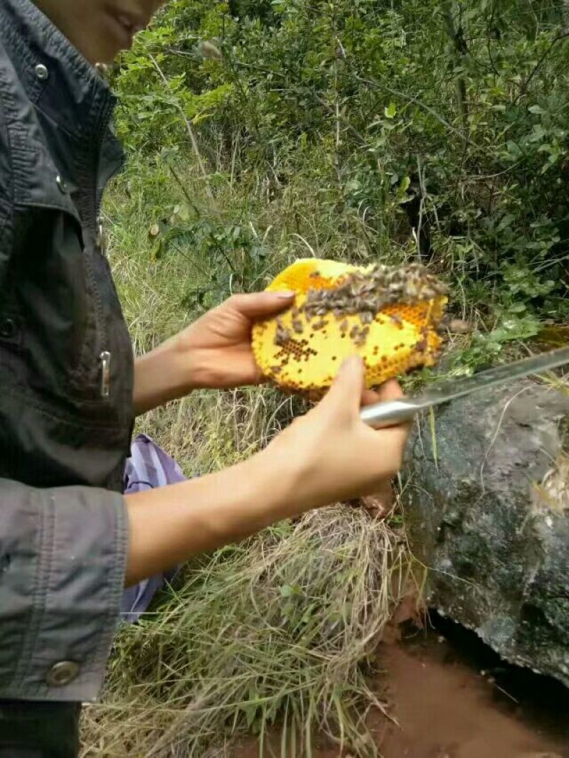 野生蜜，来自大山。天然无添加。