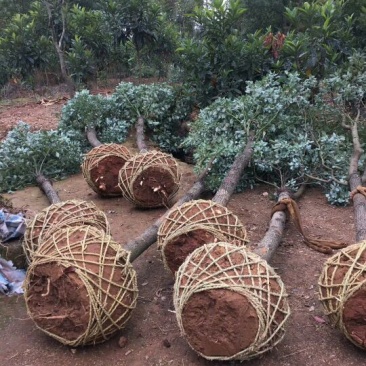 香樟树苗香樟木树大叶女贞树苗四季常青庭院植物花卉驱蚊盆栽
