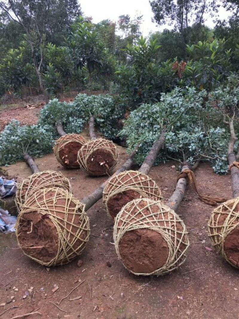 香樟树苗香樟木树大叶女贞树苗四季常青庭院植物花卉驱蚊盆栽