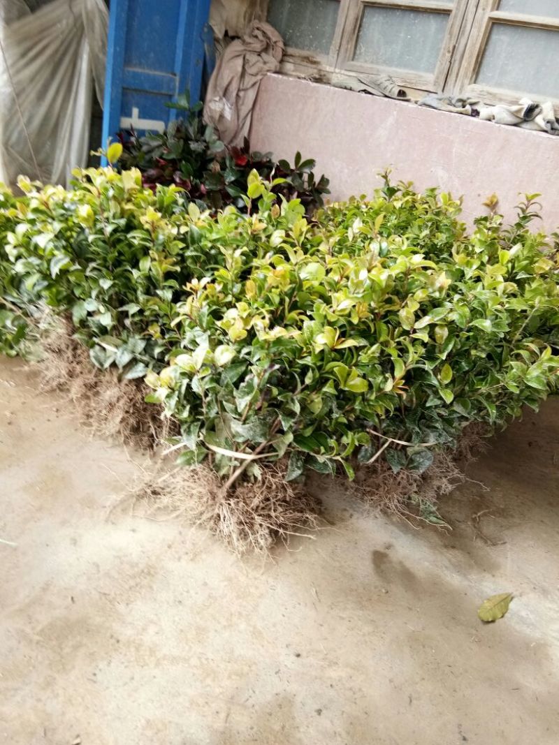 茶花苗，茶花树苗，山茶苗，耐冬，室内外茶花苗，大红茶花苗