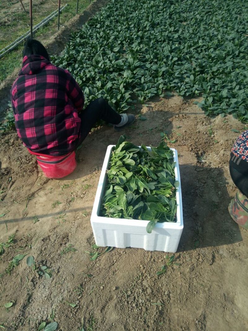 大叶菠菜20~25厘米