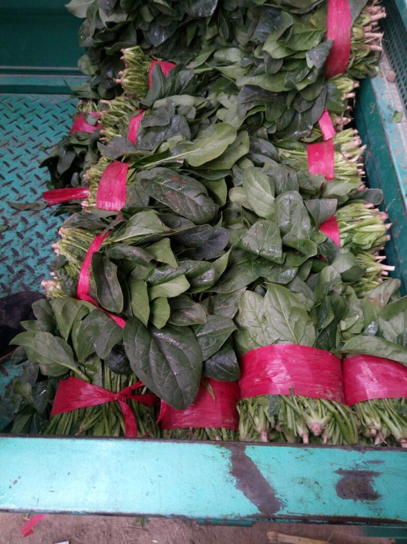 大叶菠菜20~25厘米