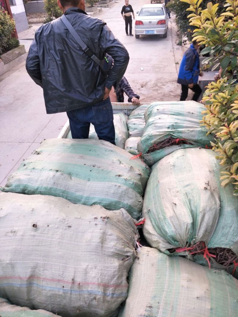 早峰葡萄苗产量高口感好30~50cm1年