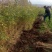【热销】大刺皂角树苗绿化皂荚树苗盆栽地栽基地现发包技术