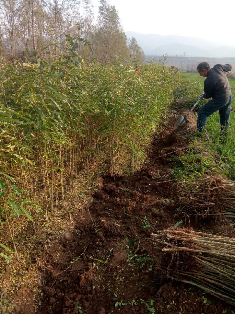 【热销】大刺皂角树苗绿化皂荚树苗盆栽地栽基地现发包技术