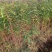 【热销】大刺皂角树苗绿化皂荚树苗盆栽地栽基地现发包技术