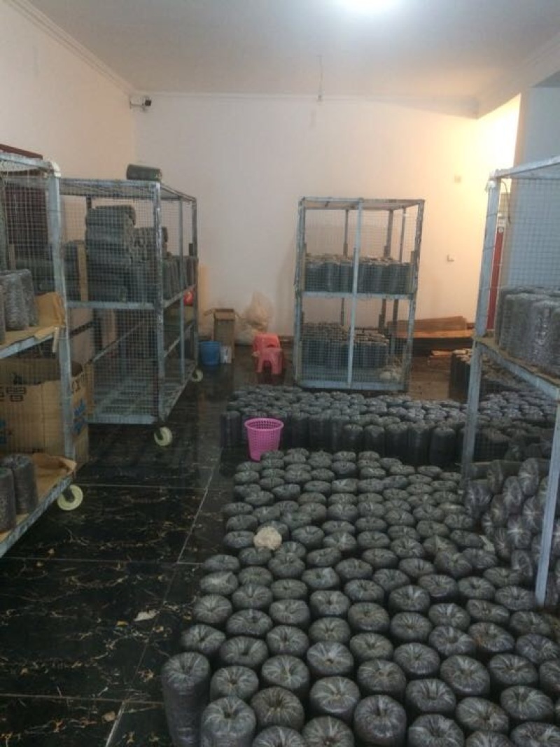 菌棒