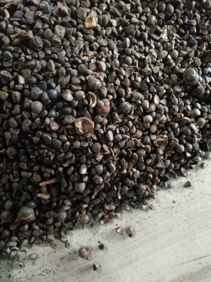 油茶苗良种嫁接油茶苗专用种